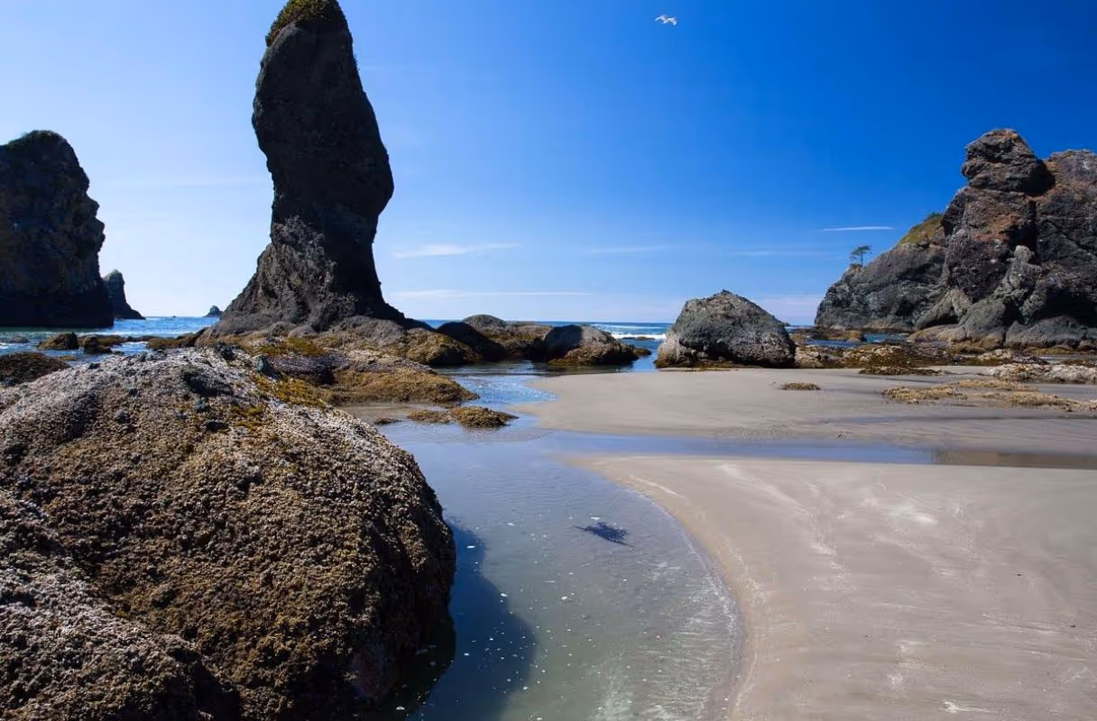 Shi Shi Beach