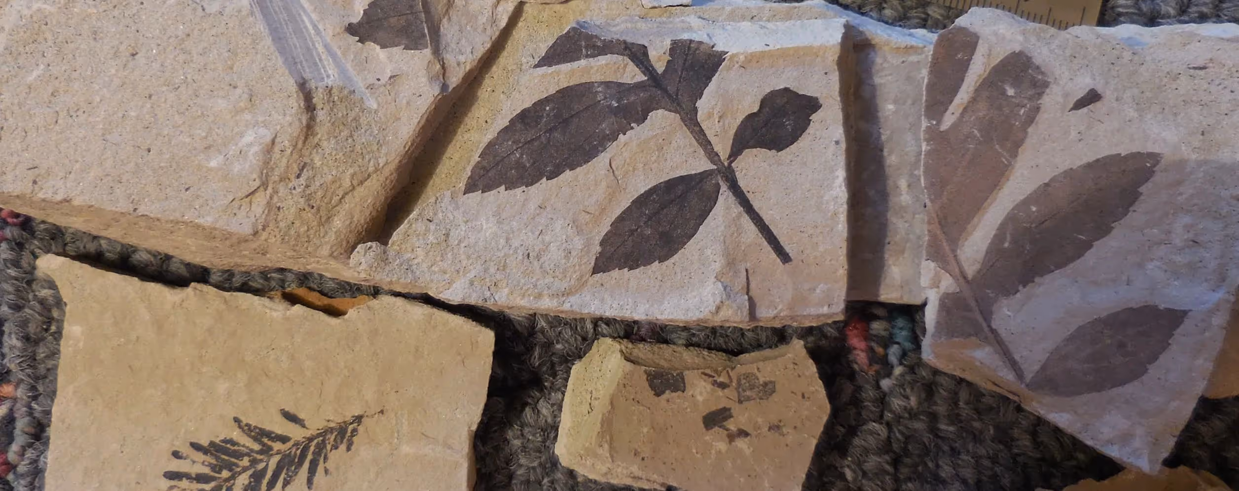 Stonerose Fossil Center (Republic)