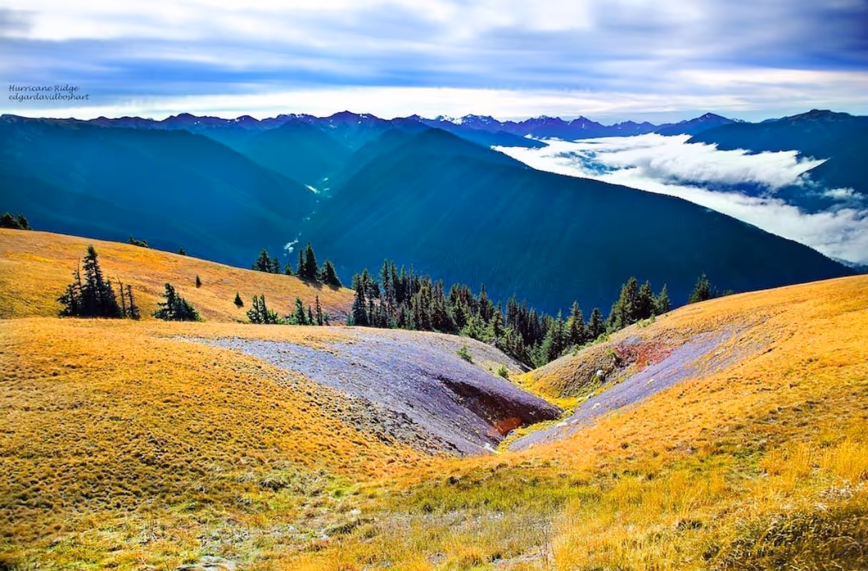 Hurricane Ridge (Olympic NP)