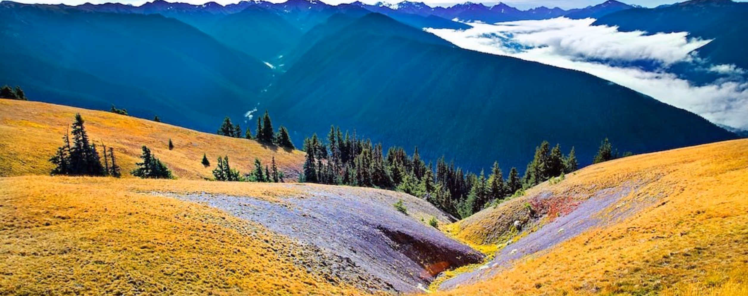 Hurricane Ridge (Olympic NP)