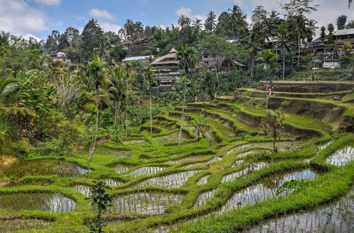 Tegalalang Rice Terraces