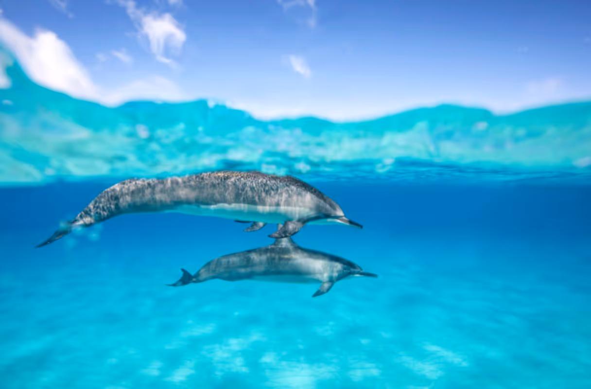 Lovina Beach (Dolphin Watching)