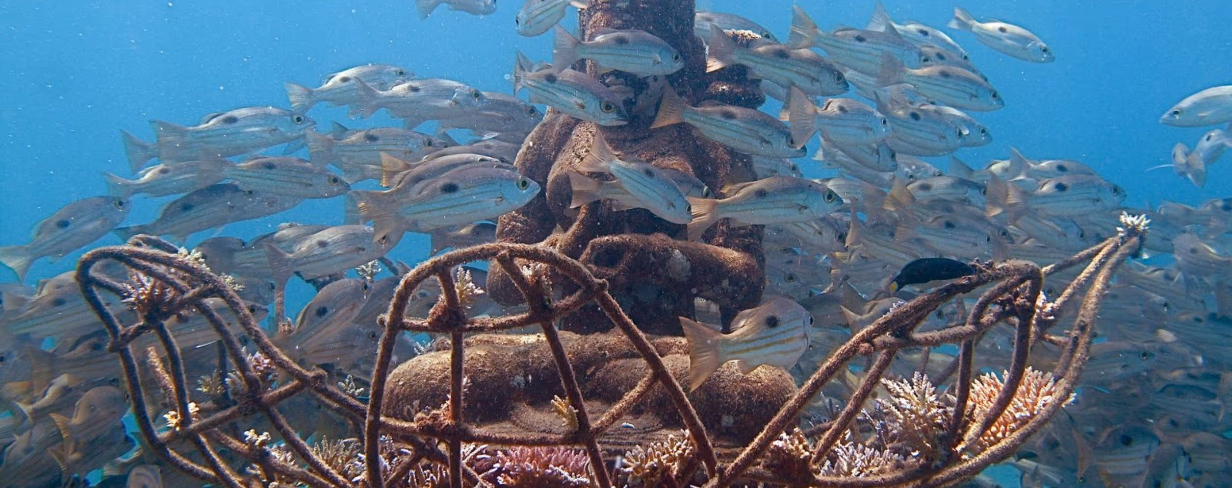 Pemuteran Beach & Coral Restoration