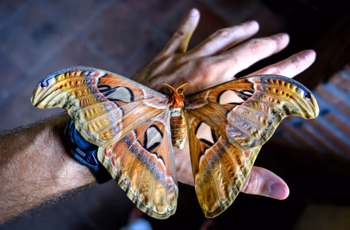 Bali Butterfly Park
