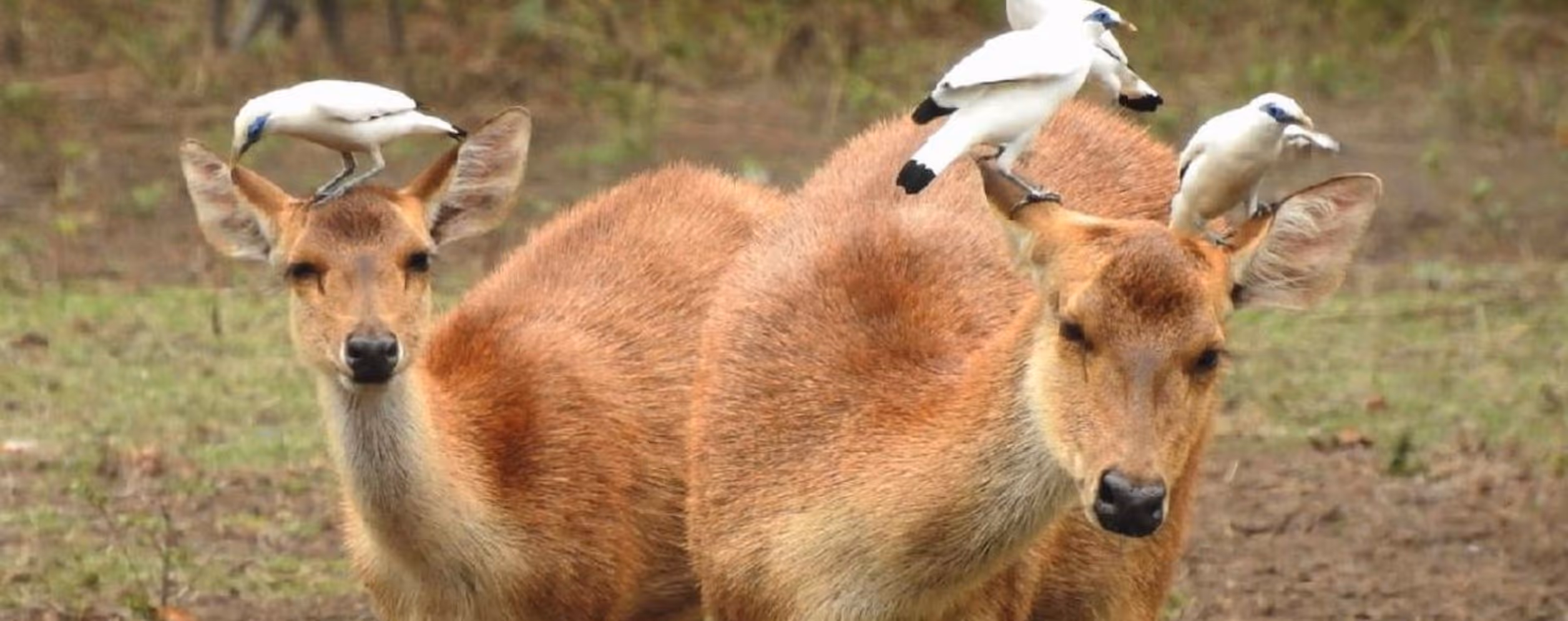 West Bali National Park (Taman Nasional Bali Barat)