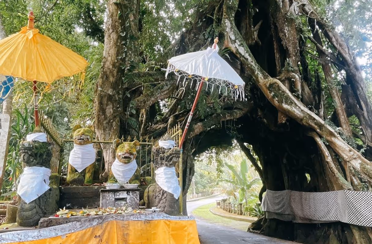 Bunut Bolong (Sacred Banyan Tree Tunnel)