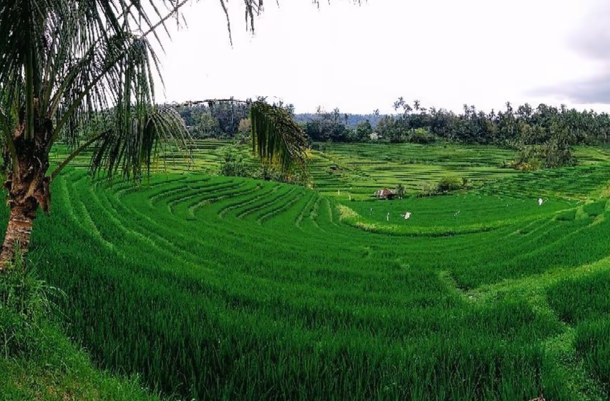 Belimbing Rice Terraces