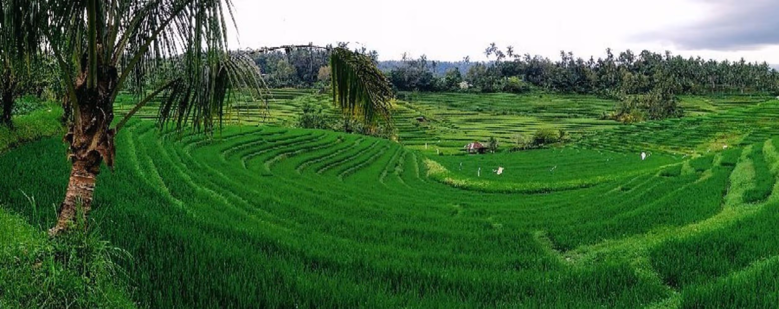 Belimbing Rice Terraces