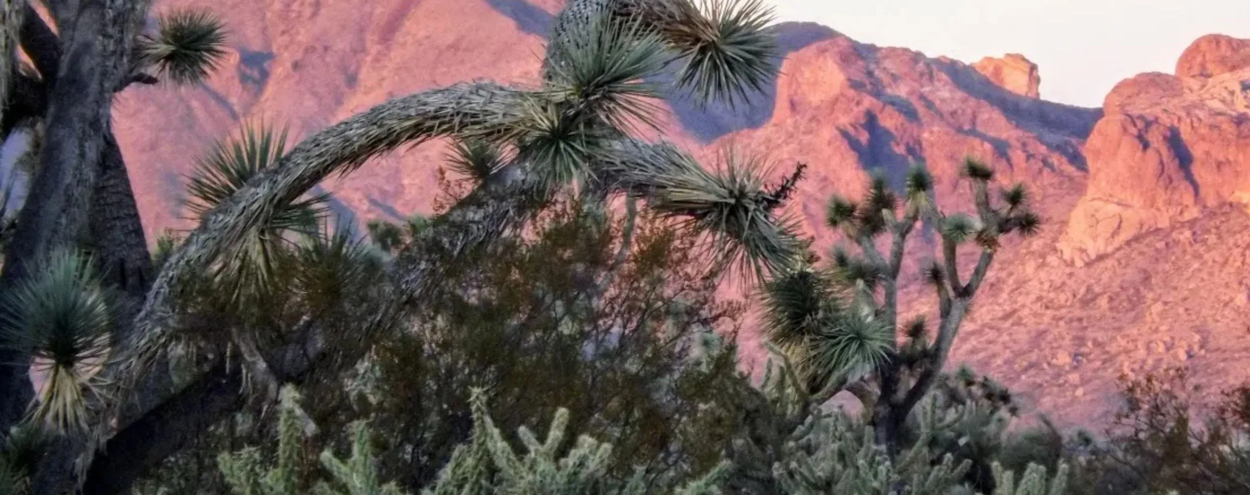 Joshua Tree Forest Parkway