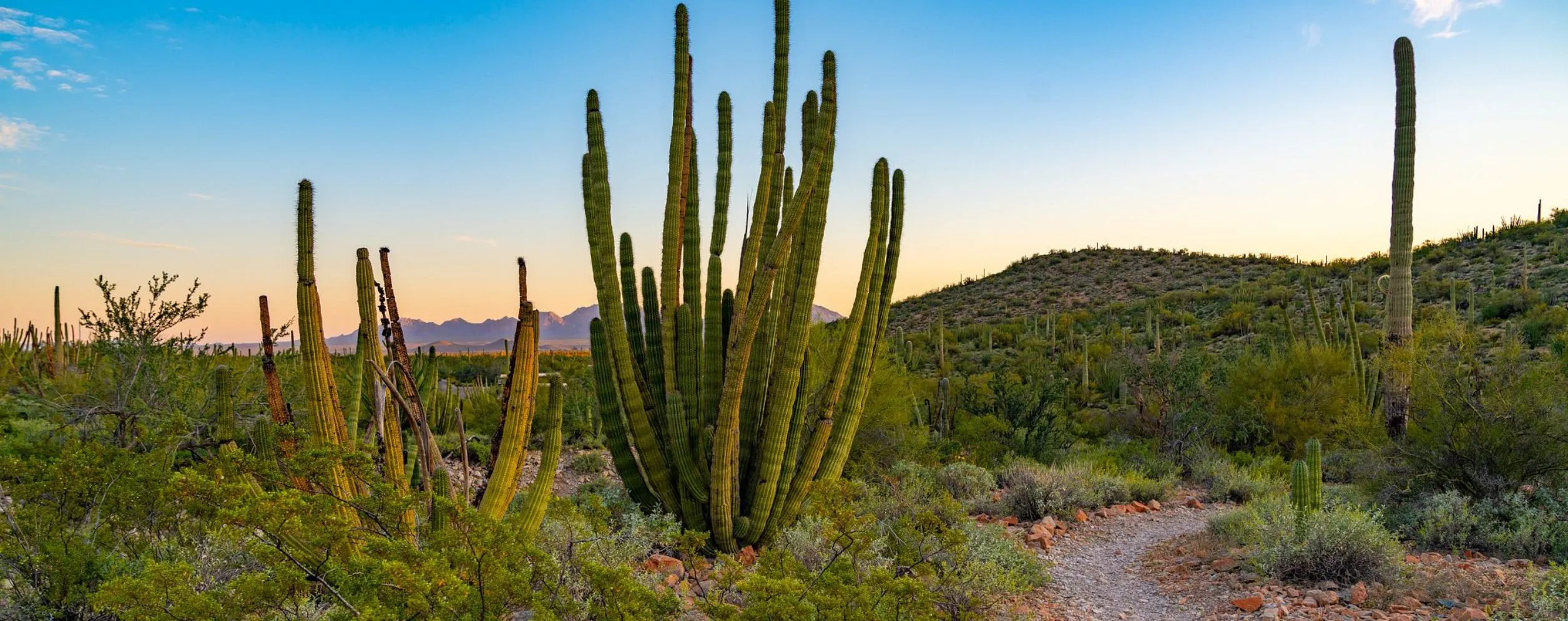 Organ Pipe Cactus National Monument