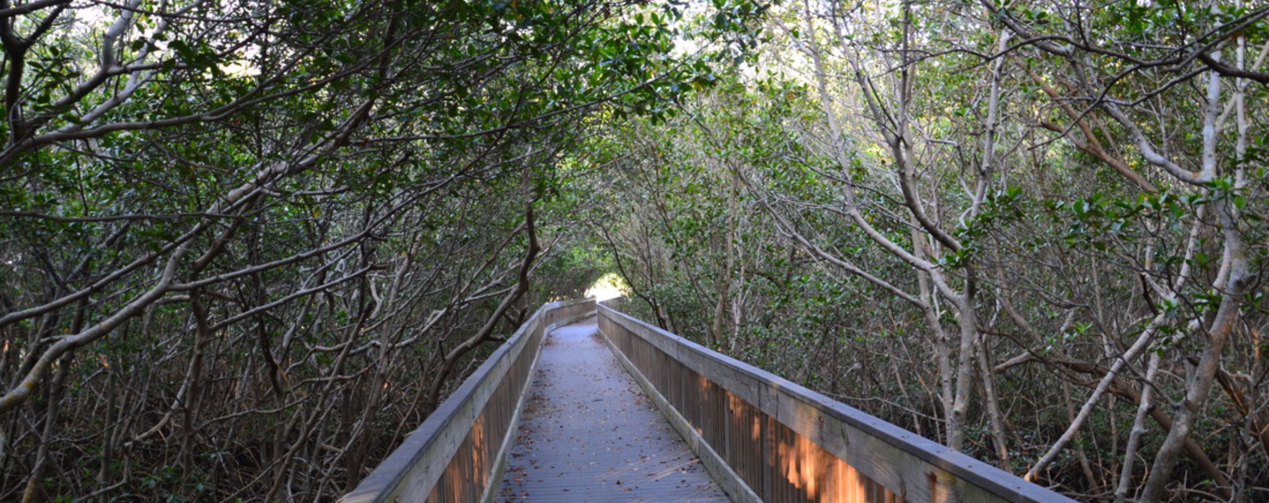 Weedon Island Preserve Trail