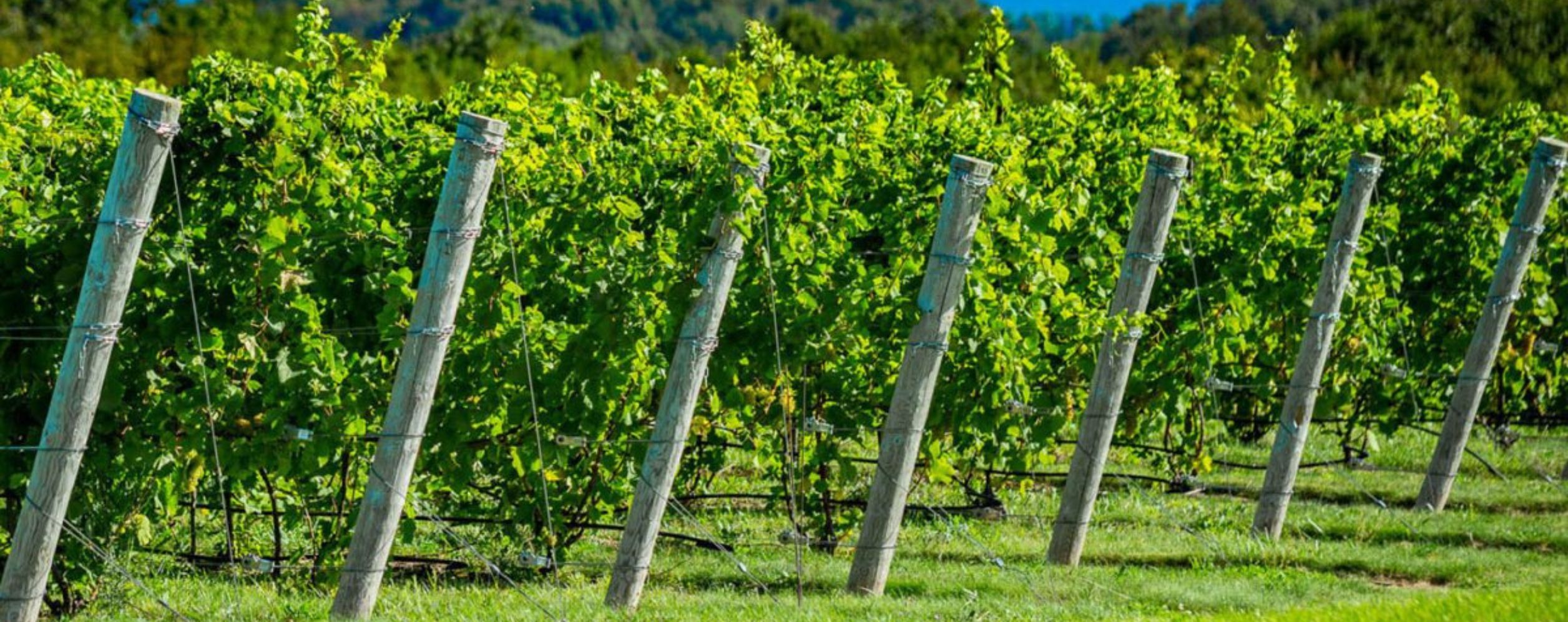 Leelanau Peninsula Wine Trail