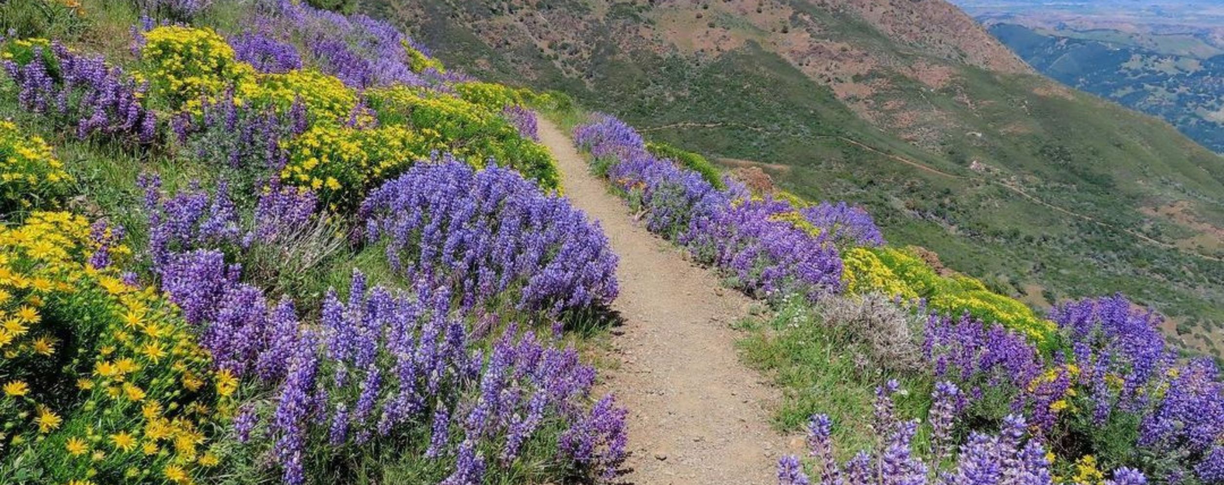 Mount Diablo State Park
