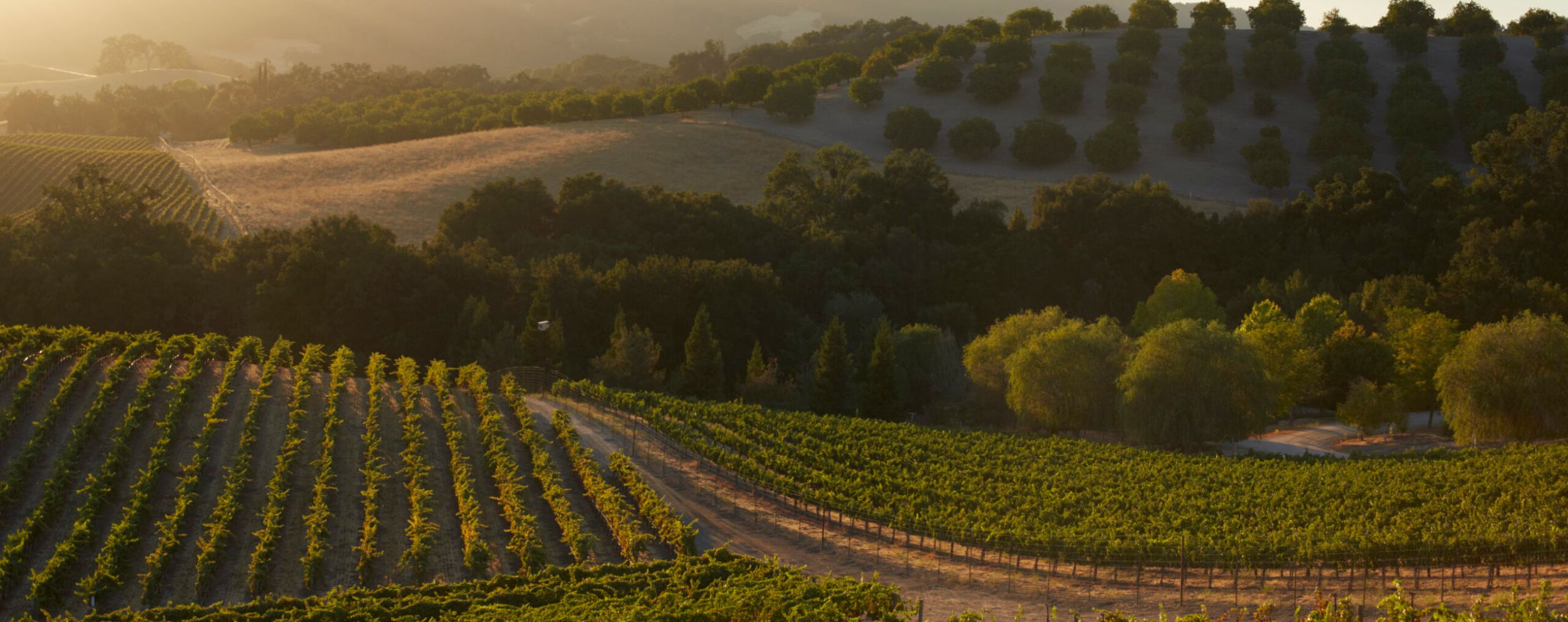 Paso Robles Wine Country