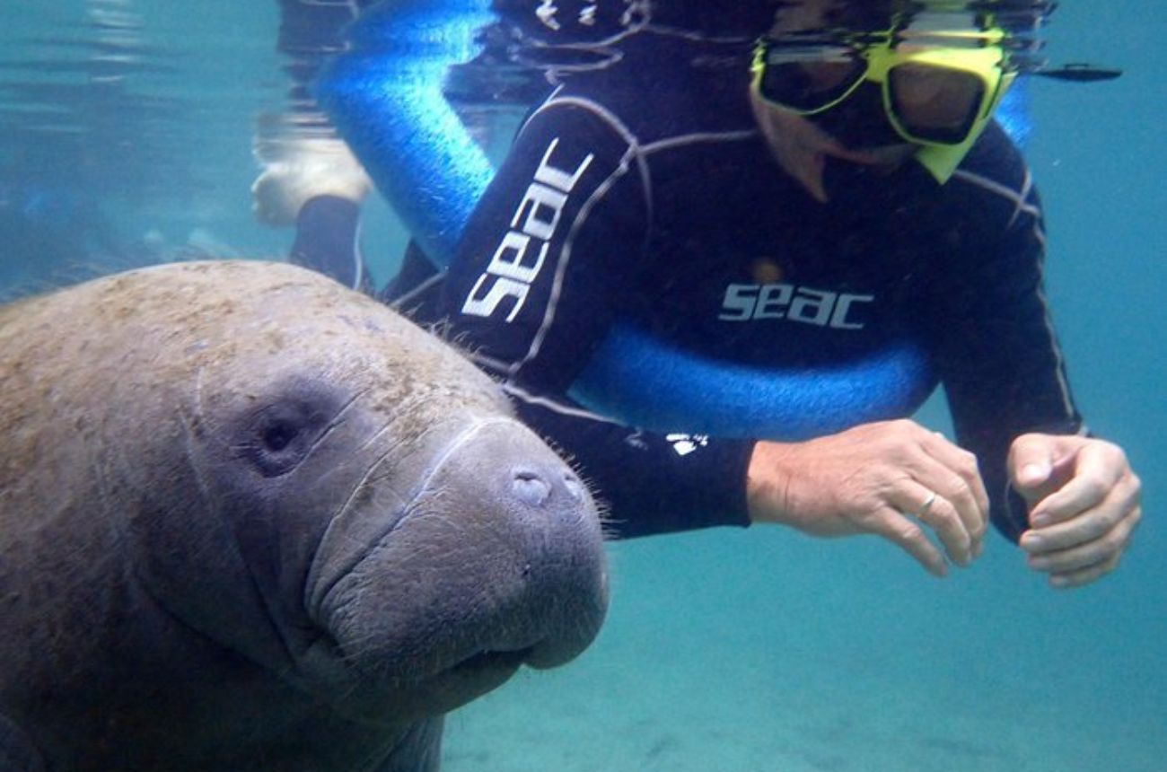 The 'OG' Manatee Snorkel Tour with In-Water Guide Photographer.jpg