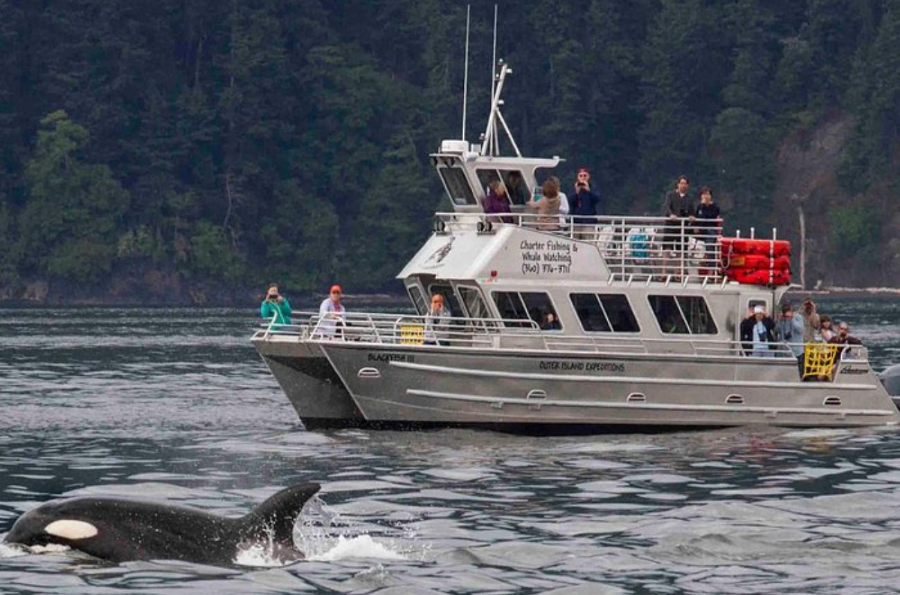 A 3.5-hour guided whale-watching cruise departing from Orcas Island, with a high success rate for spotting orcas and other marine wildlife in the San Juan Islands.