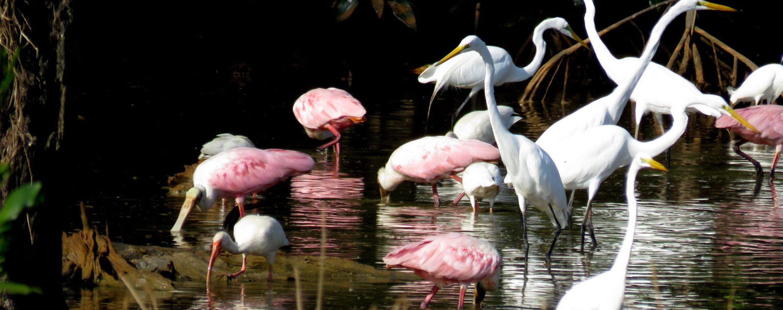Palo Verde National Park
