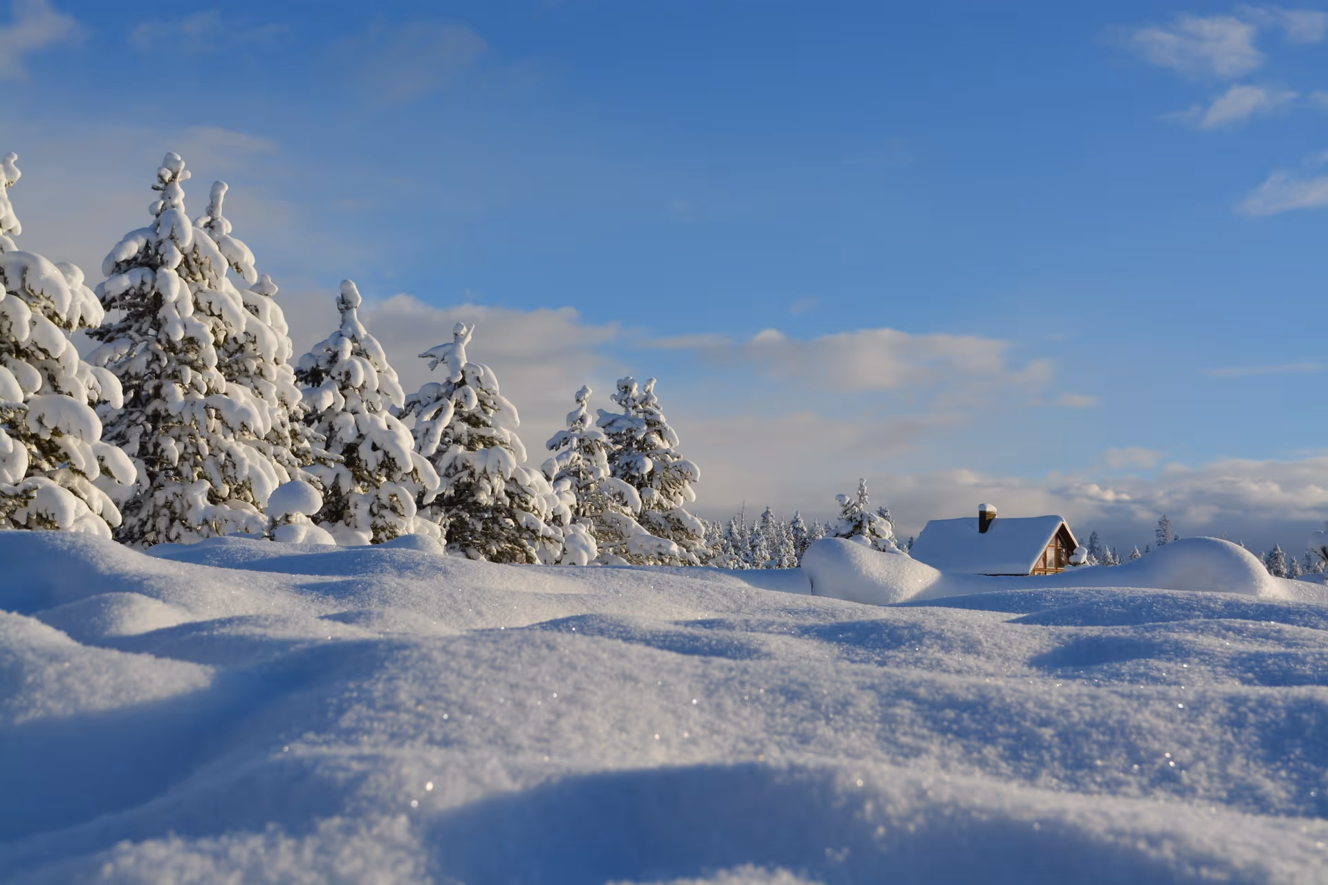 A snowy field with trees and a house in the distance.