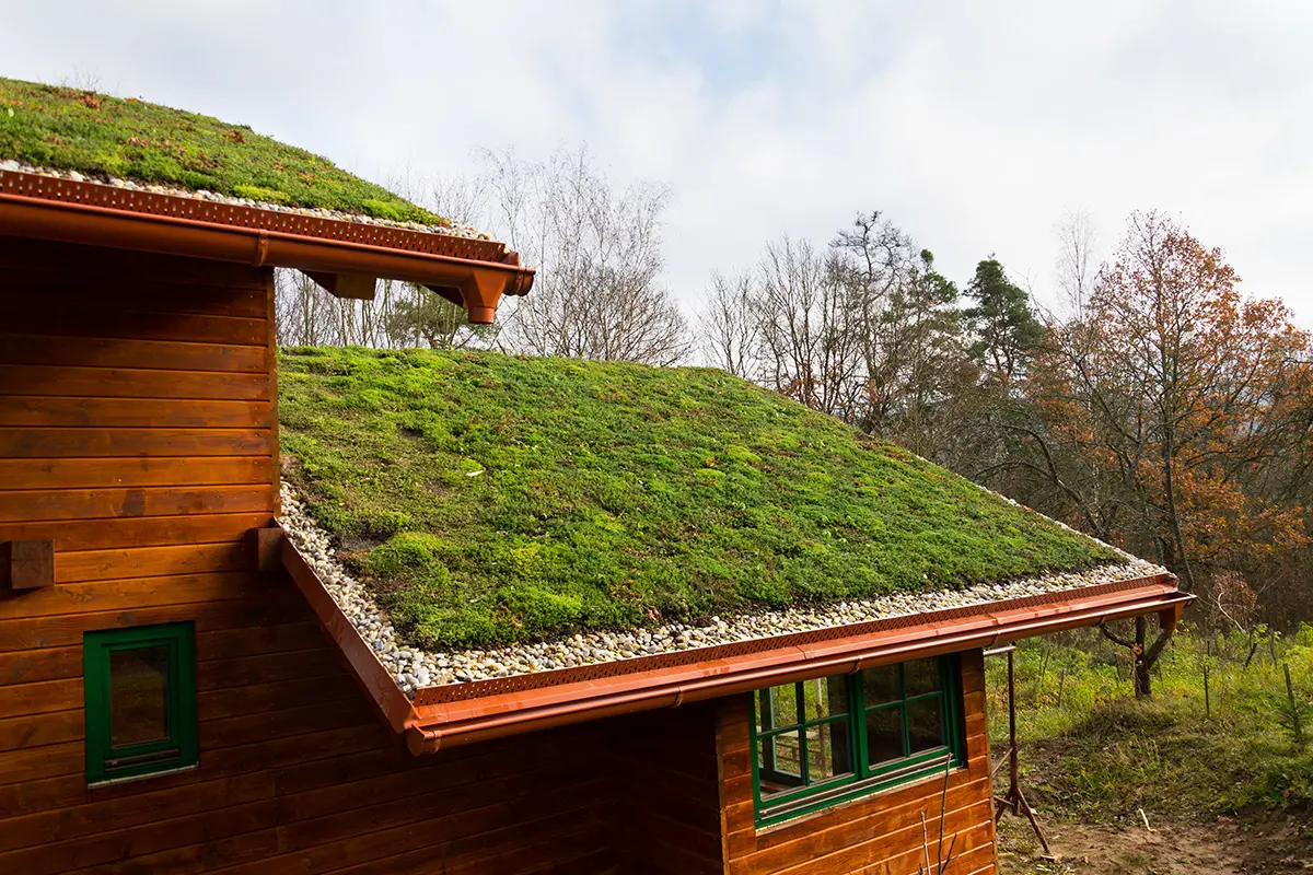 Design options for a green roof: a practical guide