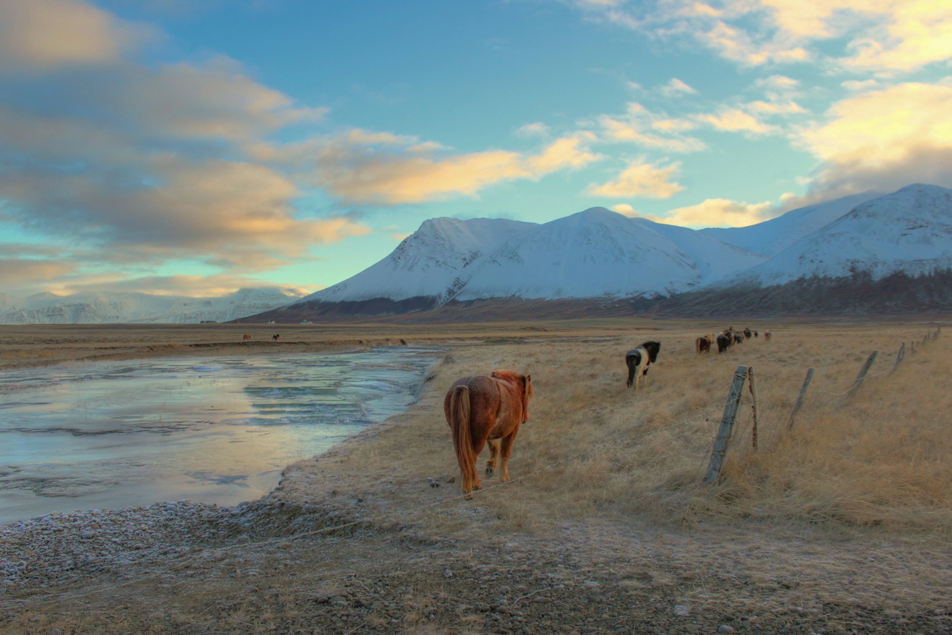 A herd of horses walking through a green field in Akureyri, Iceland, under a clear blue sky.