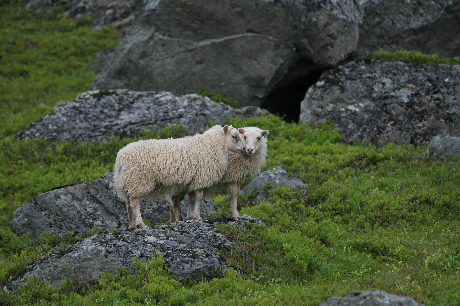 Two sheep standing on a rocky hillside in Isafjordur, Iceland, with a rugged landscape in the background.