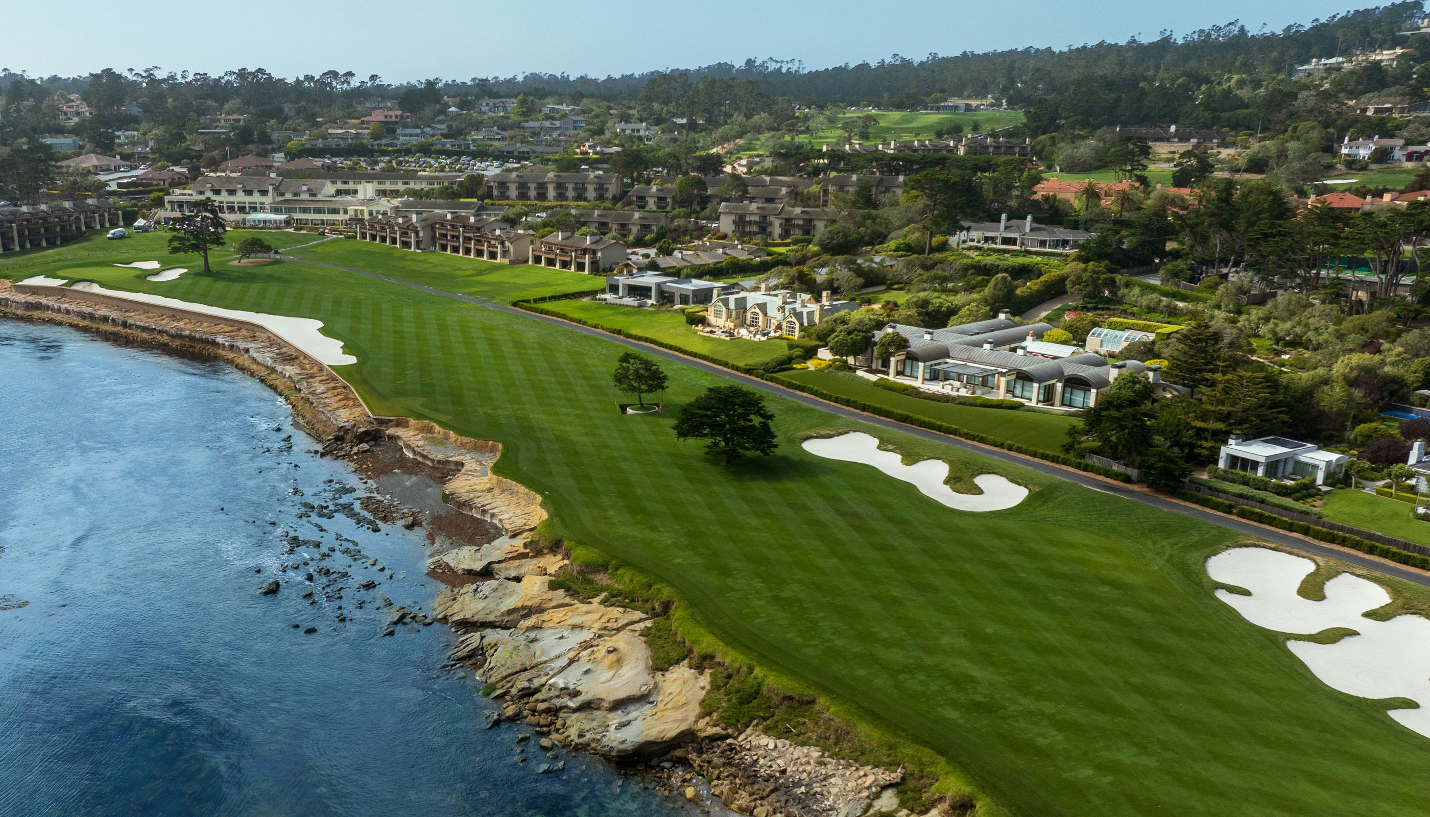 Pebble Beach tree