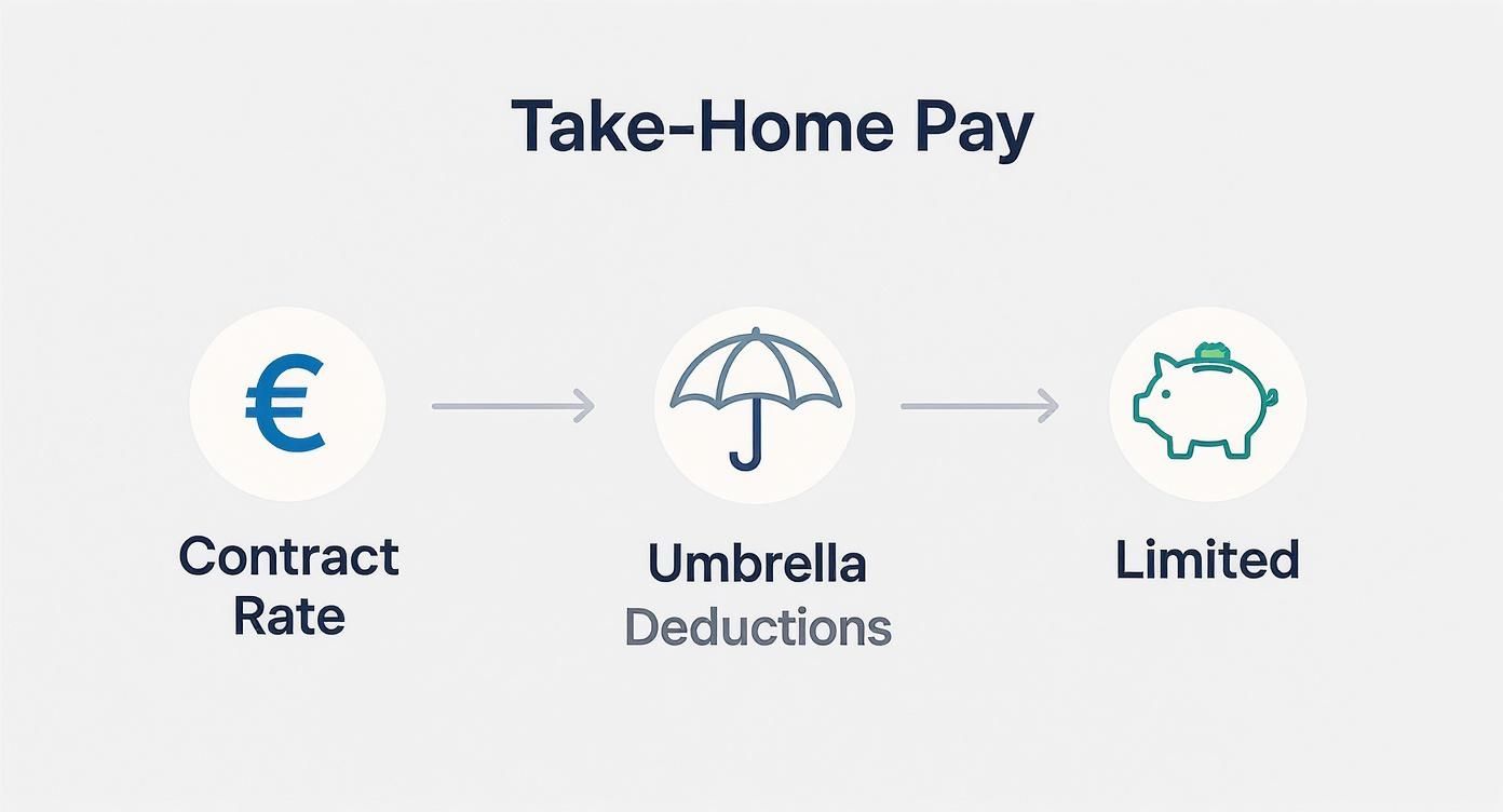 Infographic about umbrella company vs limited company