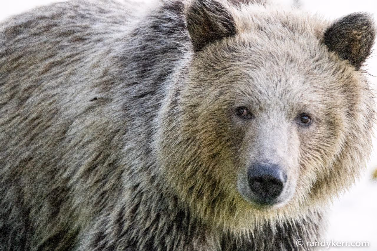 Bear Of Chilko