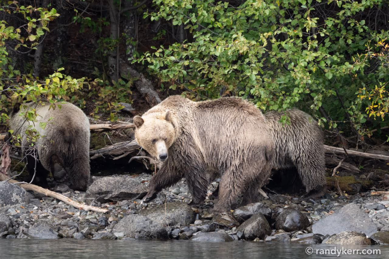 Bear Of Chilko