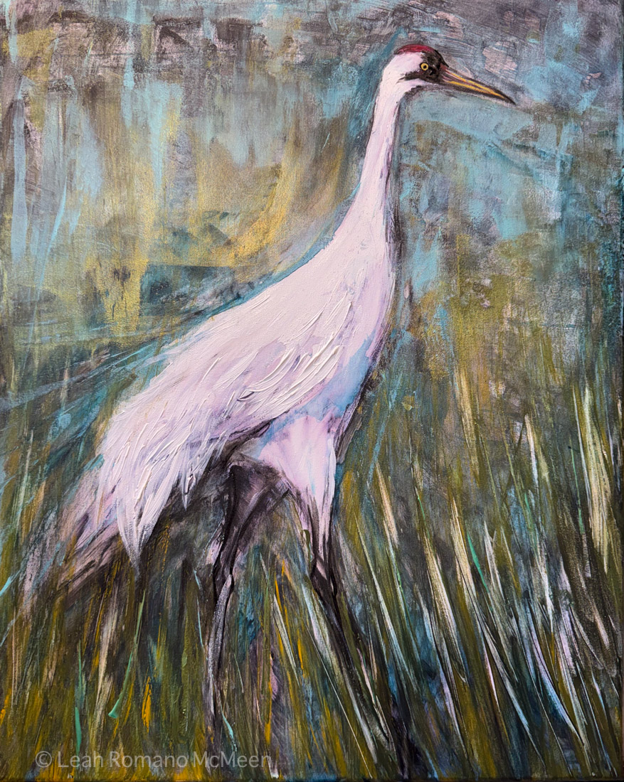 Whooping Crane Passing Through