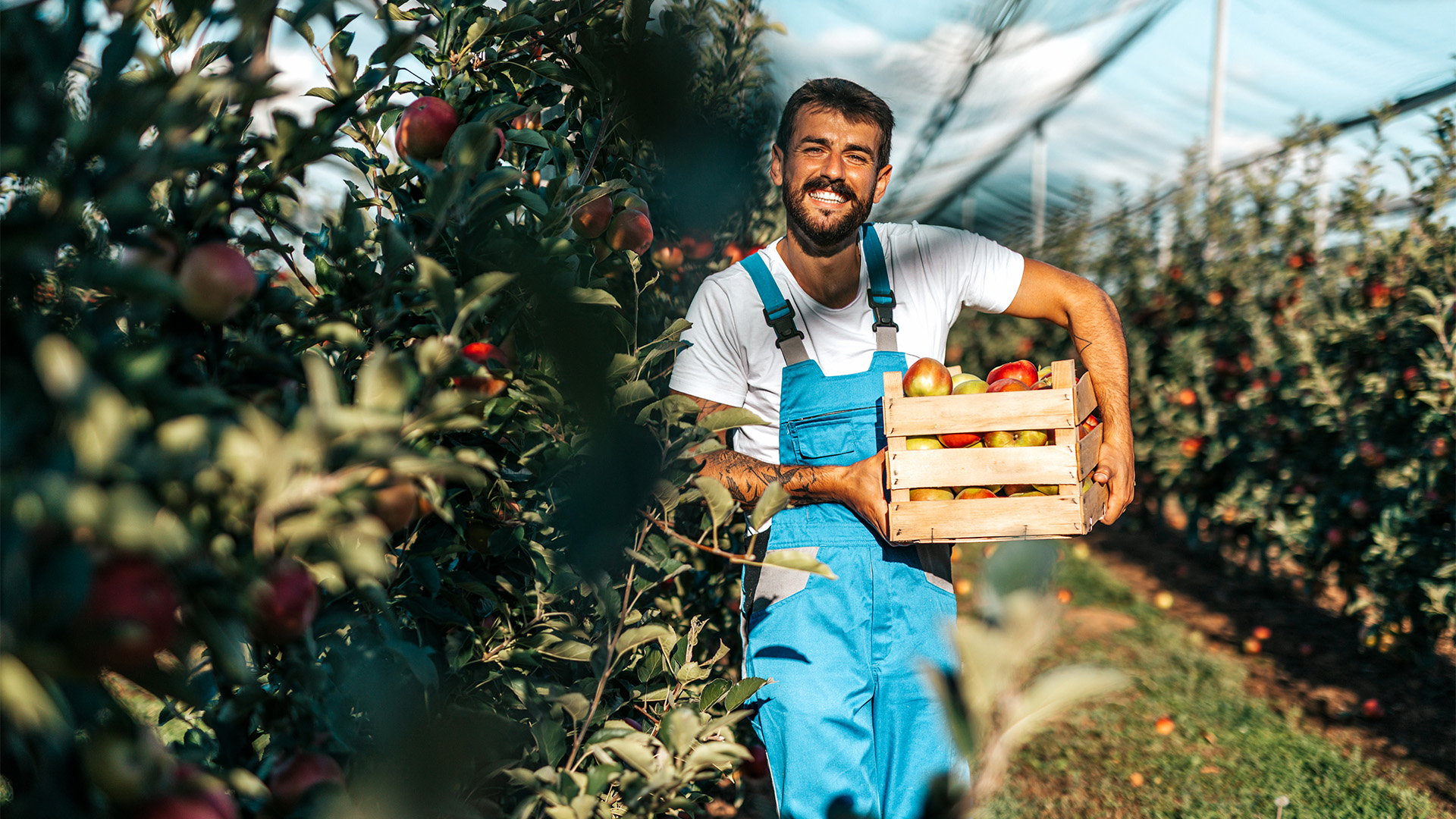 Smiling farmer holding wooden crate of apples in orchard greenhouse