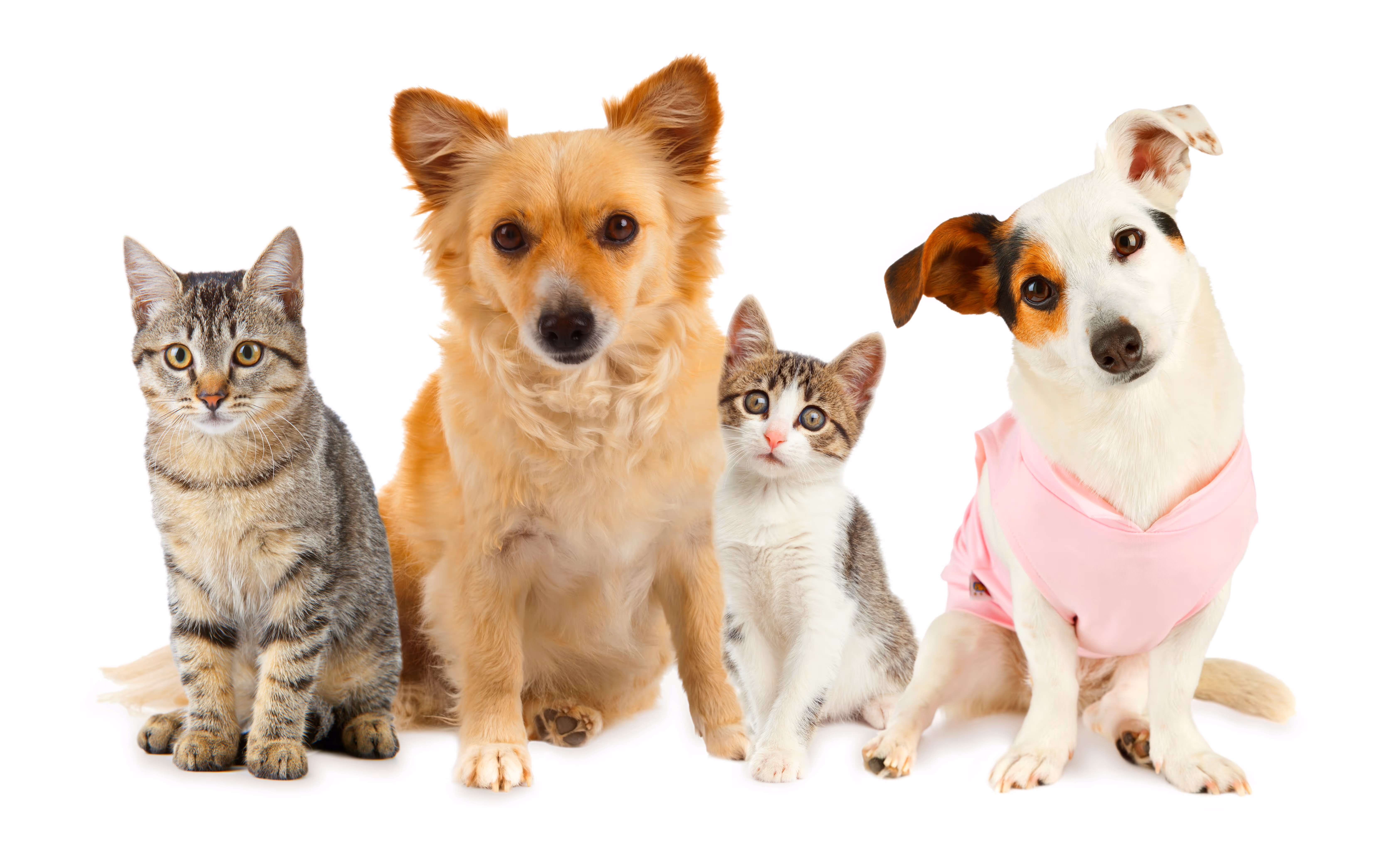 Groupe de deux chats et deux chiens assis sur fond blanc, l'un des chiens porte un chandail rose.
