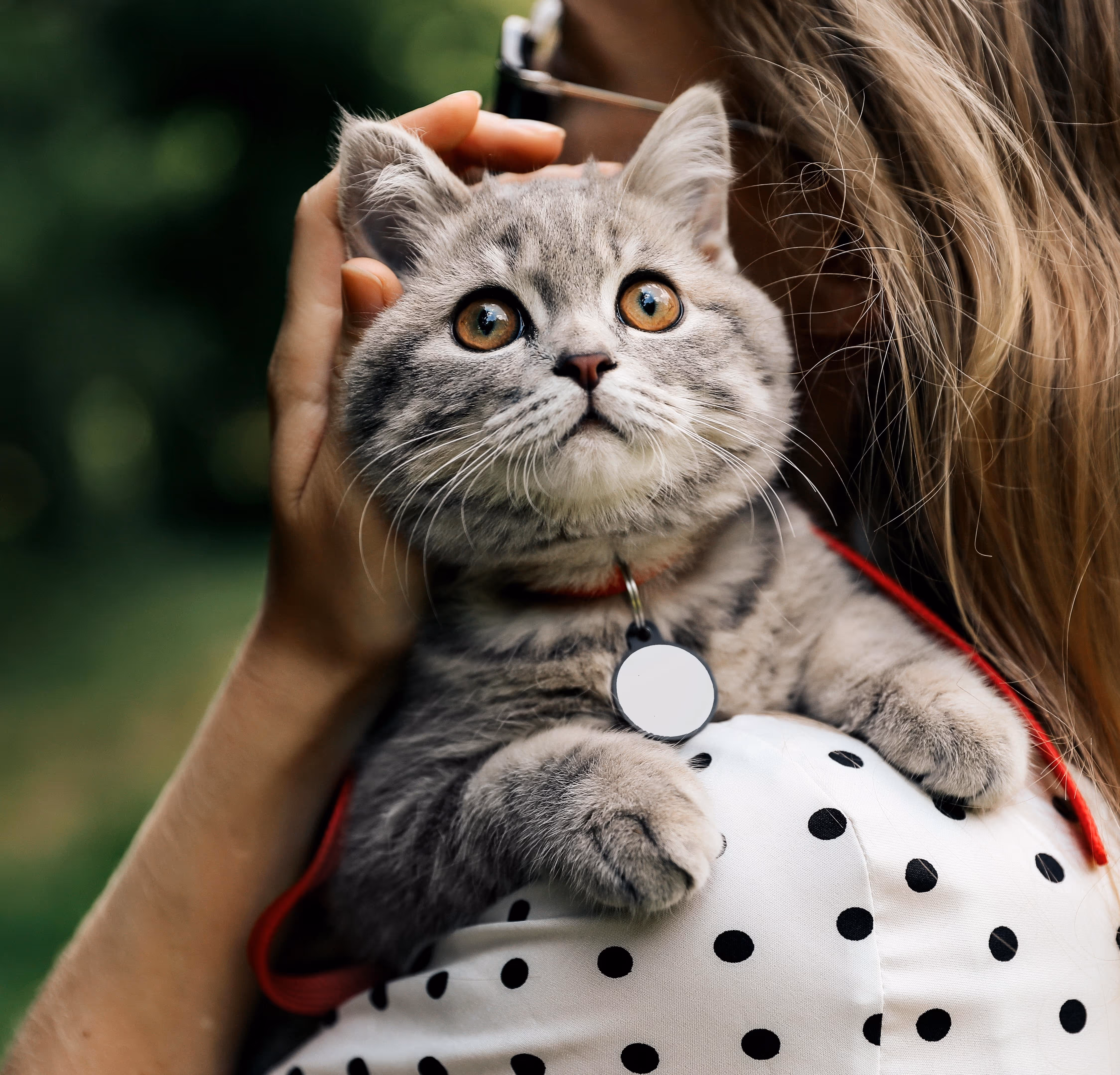 Chat gris tigré aux grands yeux oranges tenu par une personne aux cheveux longs dans un vêtement blanc à pois noirs, en extérieur.