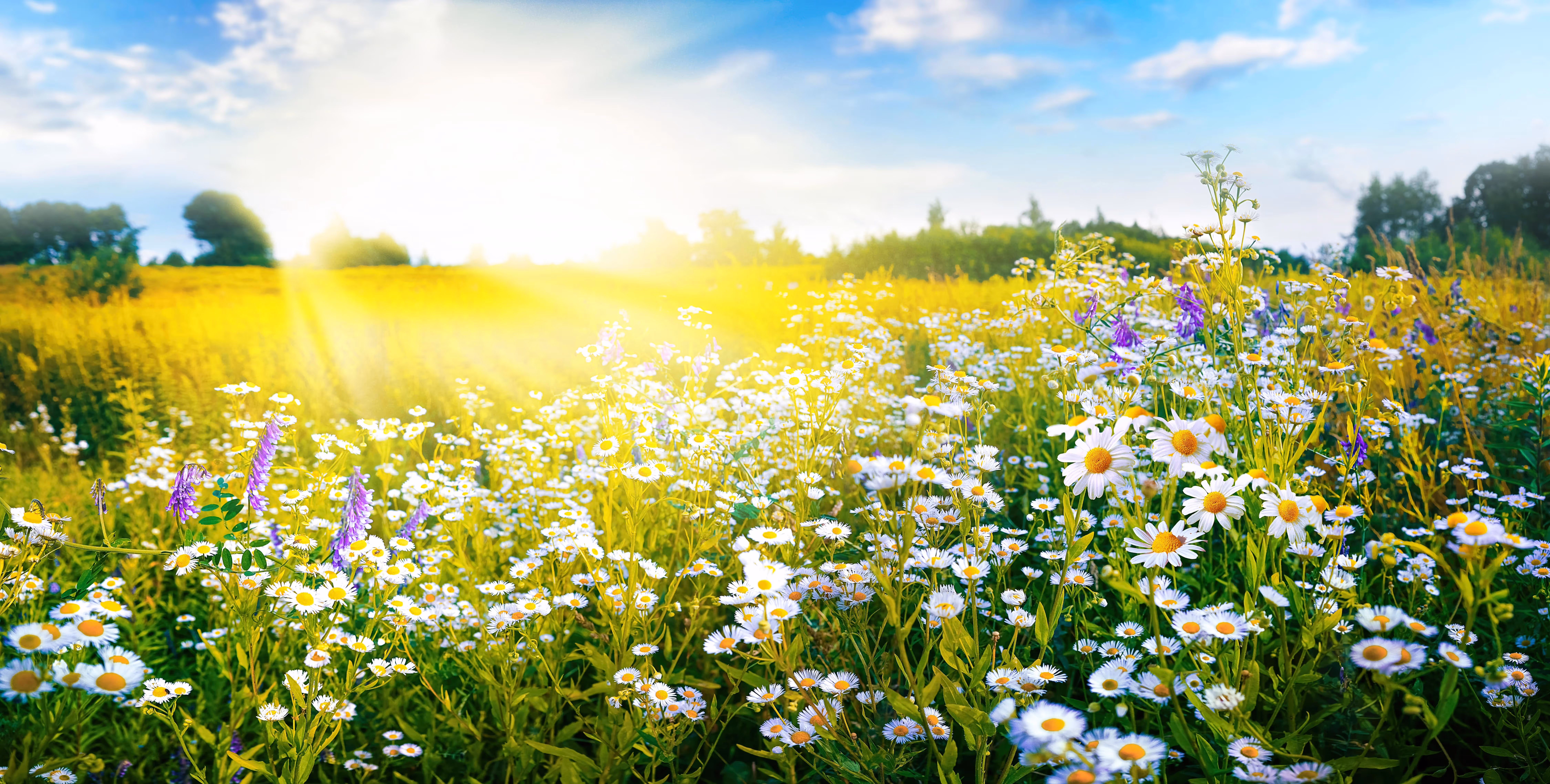 Champ de fleurs sauvages blanches et violettes sous un ciel bleu avec soleil lumineux.