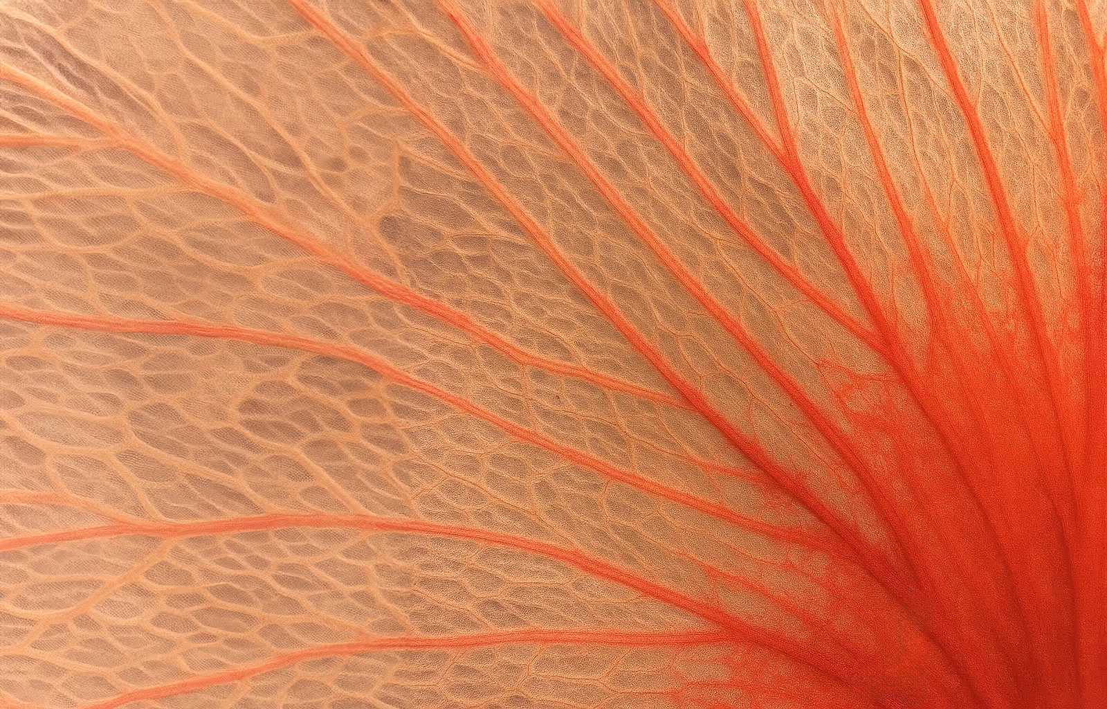 Close-up of delicate orange and beige leaf veins forming a network pattern.