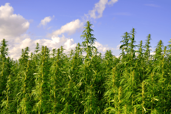 Cannabis & Hemp: What's the Difference?