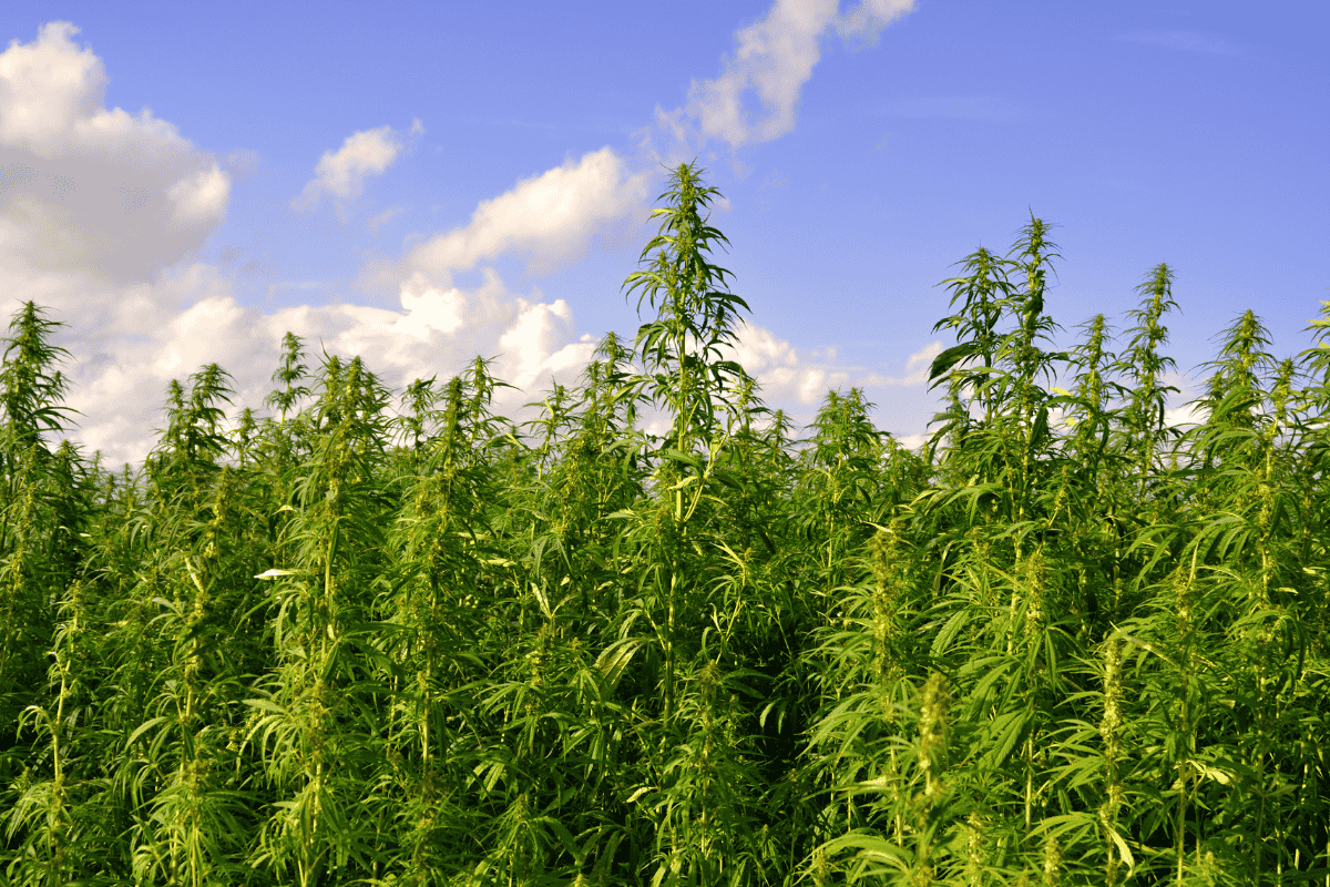 hemp farm day time
