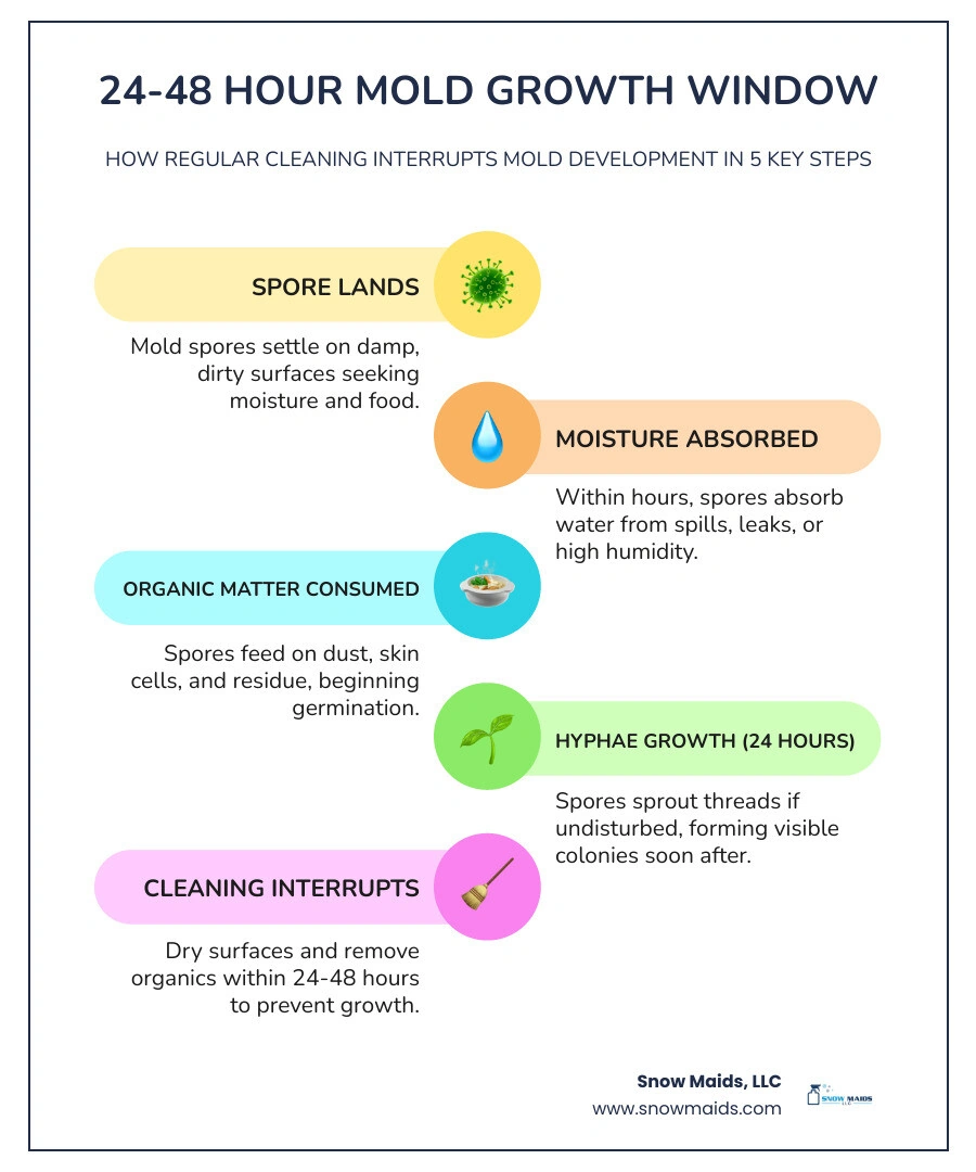 Infographic showing the 24-48 hour mold growth window and how cleaning interrupts it - how regular cleaning prevents mold Infographic showing the 24-48 hour mold growth window and how cleaning interrupts it - how regular cleaning prevents mold