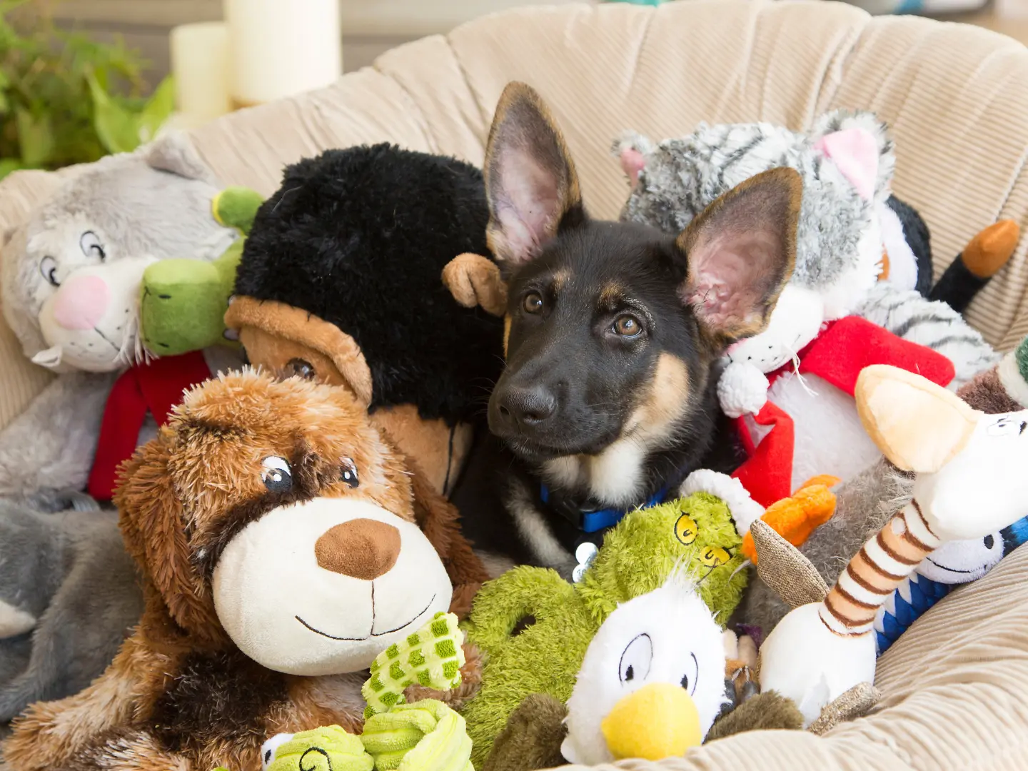 German Shepherd puppy sitting in a pile of stuffed animal toys on a beige cushion.