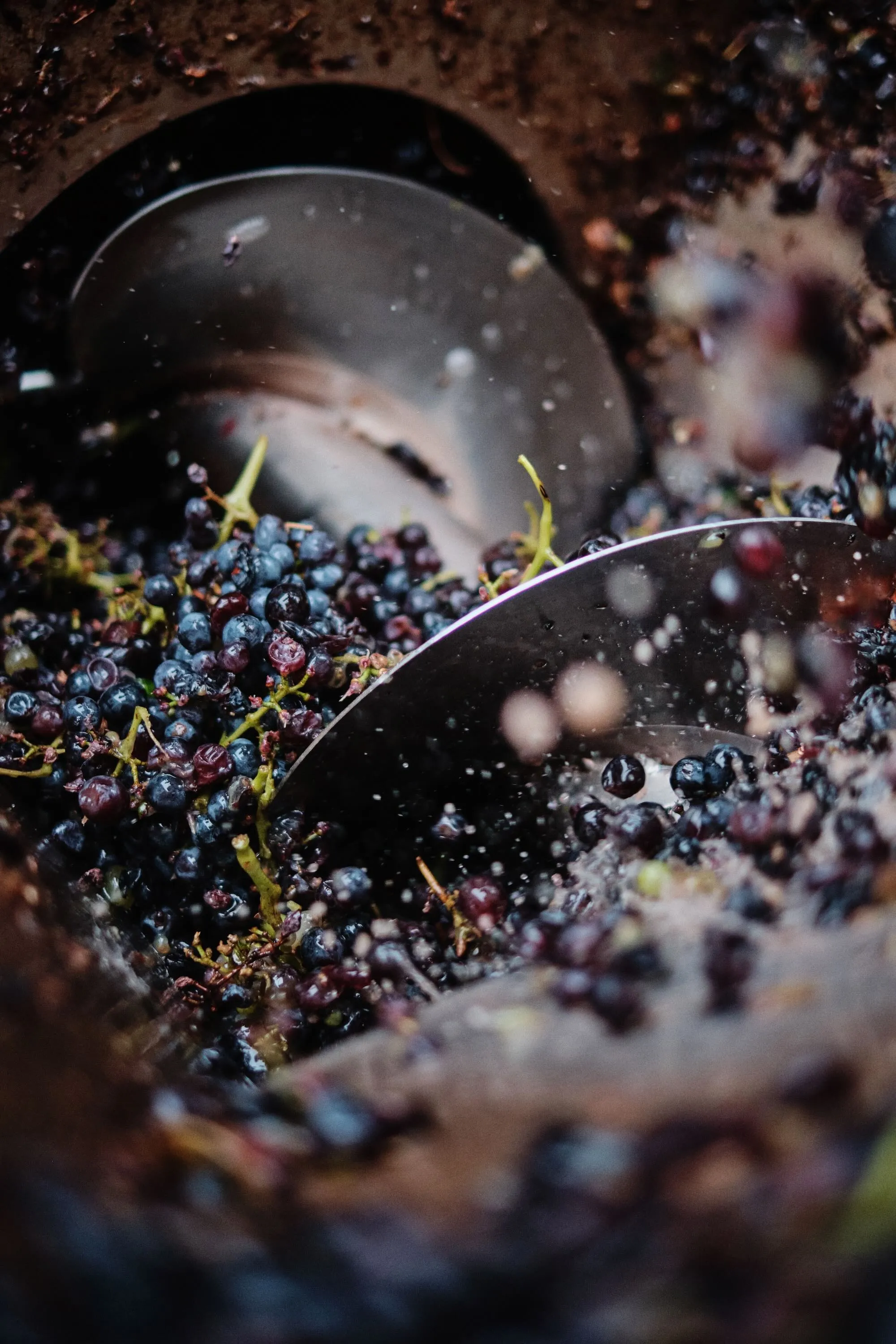 photo de raisins en cours d'extraction au domaine andré brunel vignoble