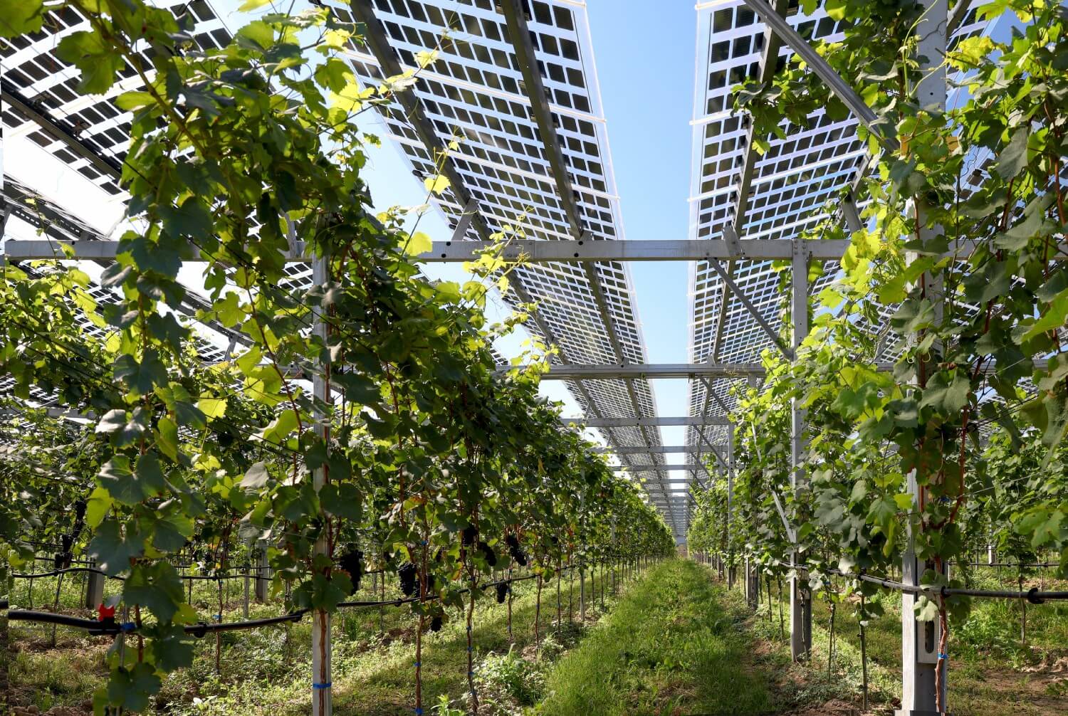 Weinreben überdacht von einer aufgeständerten Agri-PV-Anlage aus transparenten Solarmodulen