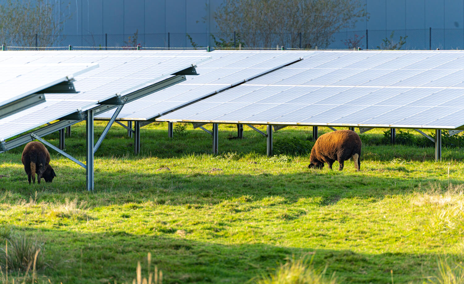 Schafe grasen zwischen zwei Reihen einer bodennahen Agri-PV-Anlage