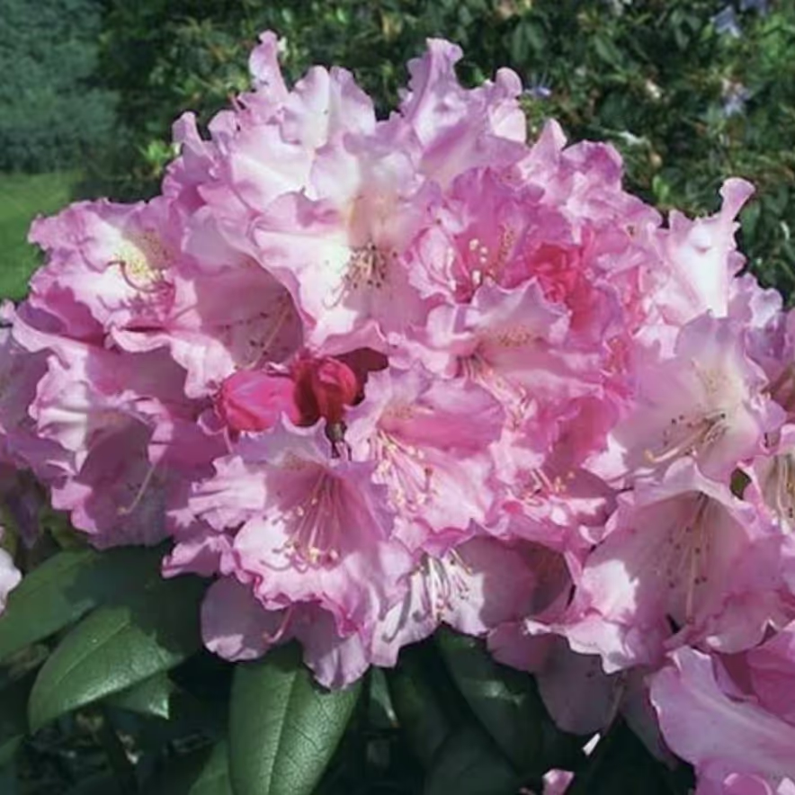 Een tros roze rododendronbloemen met groene bladeren op de achtergrond.