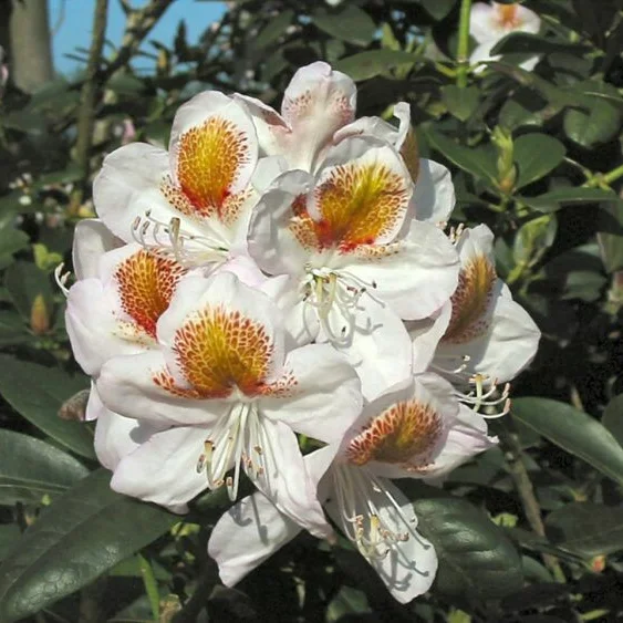 Witte en oranje Rhododendronbloemen met groene bladeren op een zonnige dag.