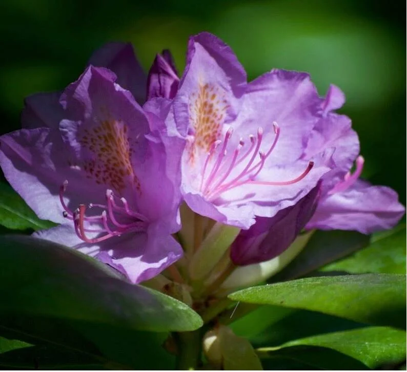 Close-up van paarse rhododendronbloemen met pinke stampers en groene bladeren.