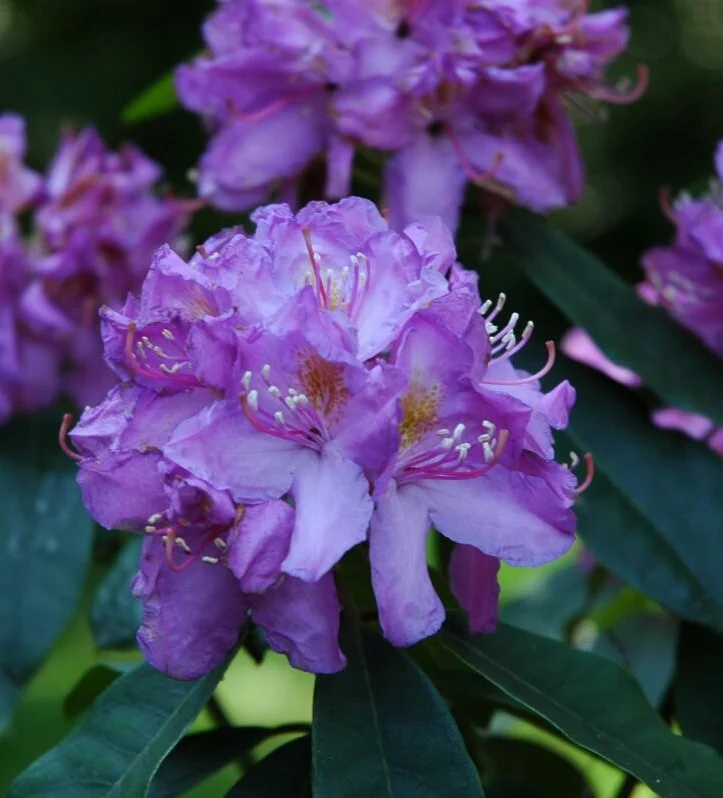 Close-up van paarse Rhododendron bloemen met groene bladeren op de achtergrond.