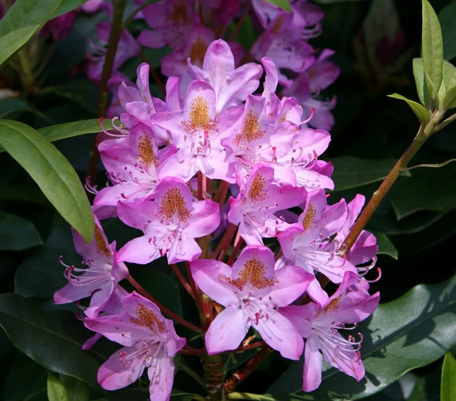 Lila rododendronbloemen
