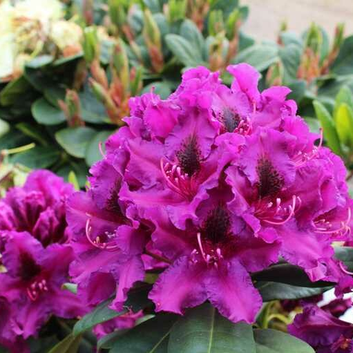 Felroze rhododendronbloemen met donkere markeringen en glanzende groene bladeren.