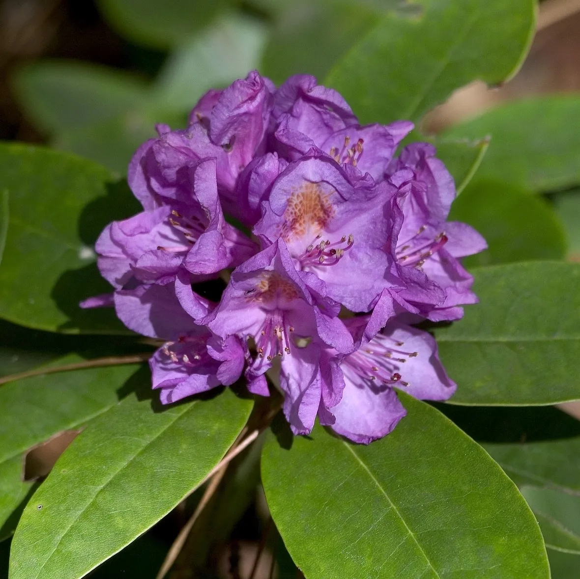Een paarse rododendronbloem met groene bladeren op de achtergrond in zonlicht.