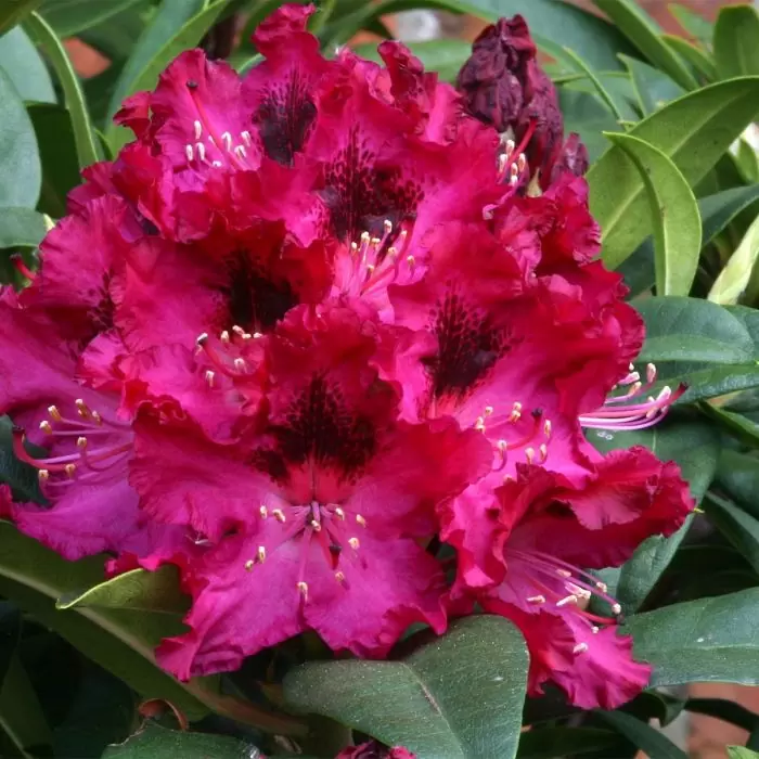 Felroze rododendron bloemen met donkerdere centra omgeven door groene bladeren.